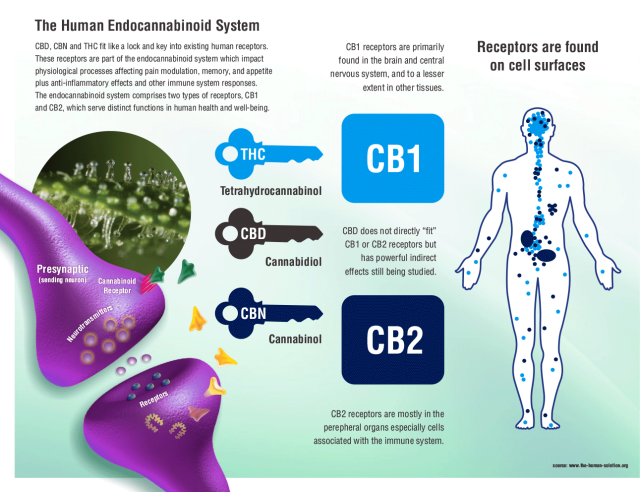 CBD 1 & CBD 2 Receptors